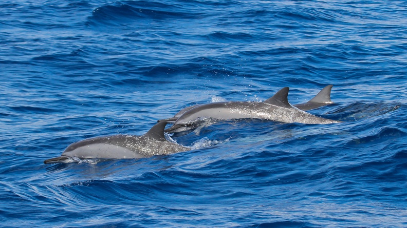 Spinner Dolphins (Stenella longirostris), 2017 Indian Ocean, Alphonse Atoll, Seychelles